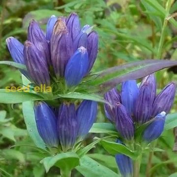 Blue Gentiana Triflora seeds for planting