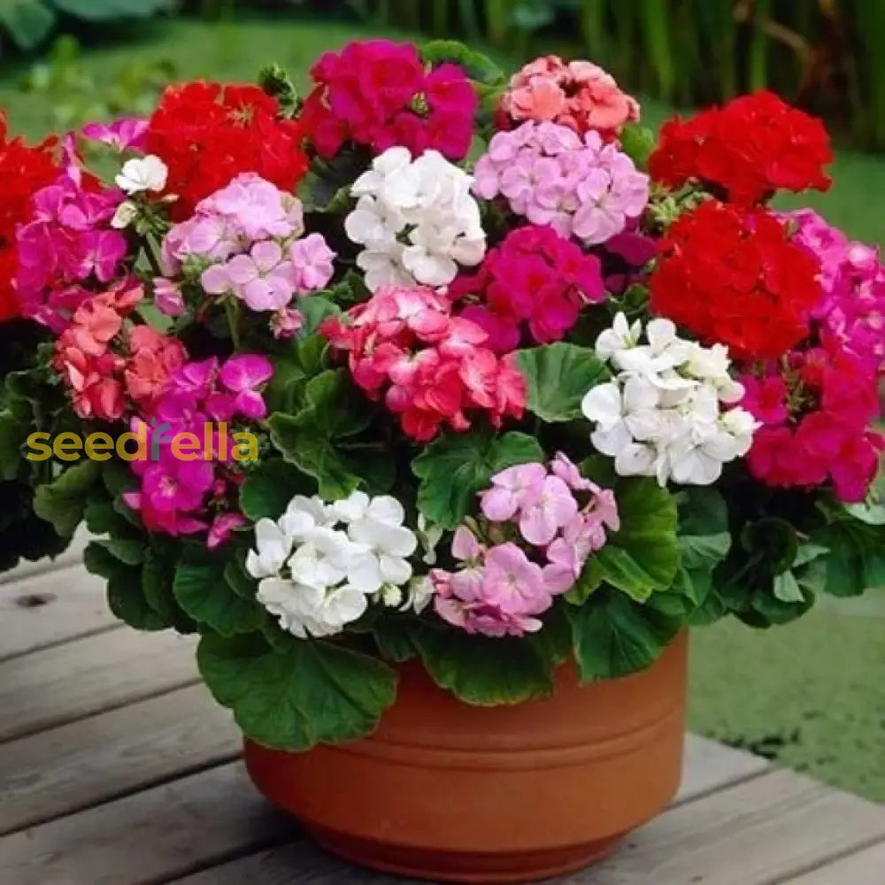 Mixed Geranium flowering seeds for gardens