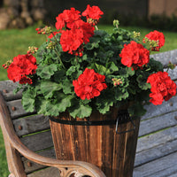Non GMO red white geranium seeds