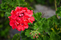 Ornamental red white geranium seeds for landscapes