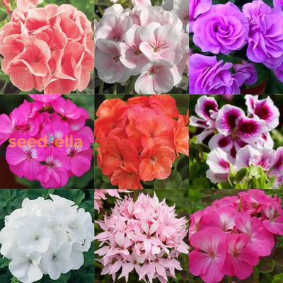 100 Pcs