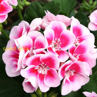 100 Pcs