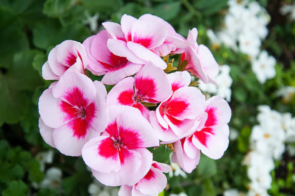 White Pink Geranium Flower Seeds for Planting  Seed for Beautiful Blooms