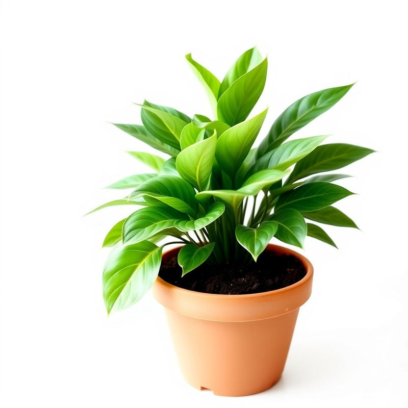 Anturio Plant Seeds - Tropical Beauty for Easy Planting
