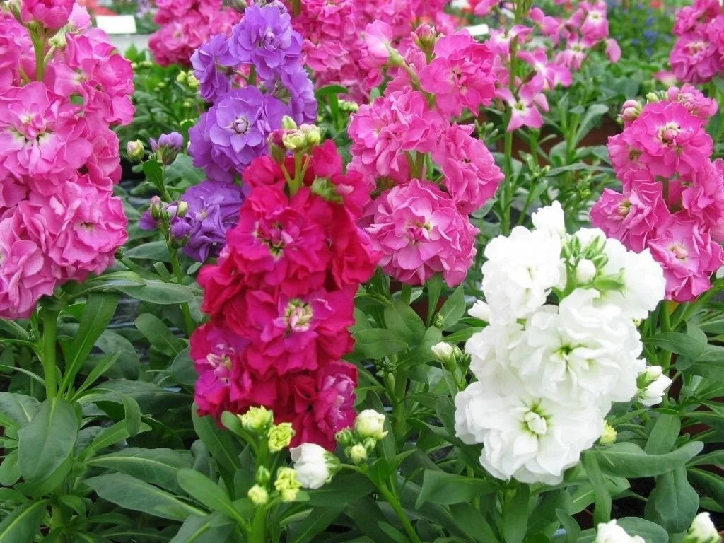 Blue Gillyflower seeds for planting