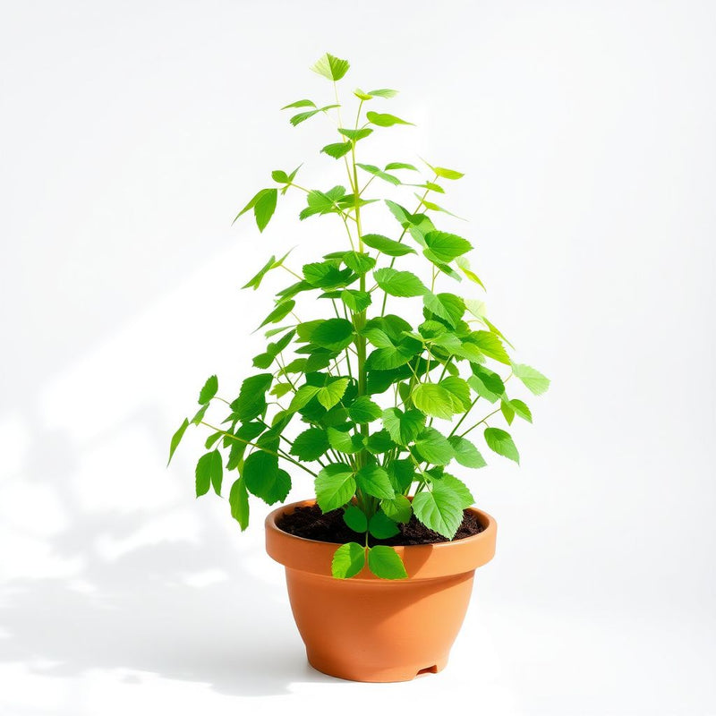 Green Chandelier for Planting Perfect for Borders Heirloom & GMO Free Seeds for Home Garden
 
 Sale