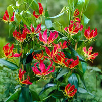 Non GMO Red Yellow Gloriosa seeds