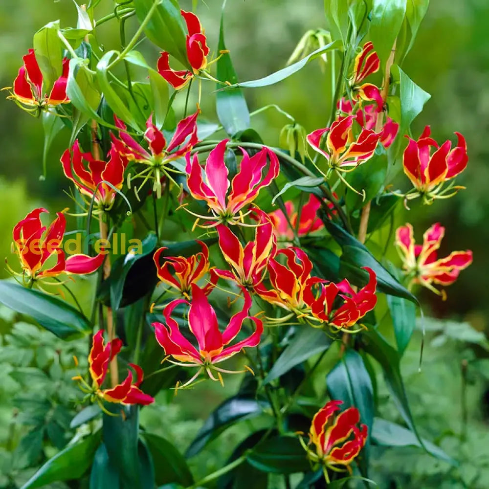 Non GMO yellow red Gloriosa seeds