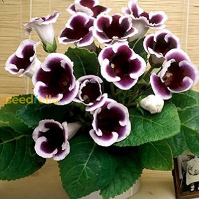 100 Pcs