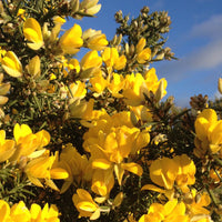 Gorse Ulex Europaeus Flower Seeds for Planting  Hardy Perennial Seeds for Vibrant Yellow Blooms
