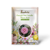 Graceful Pink Camellia flowers blooming in garden