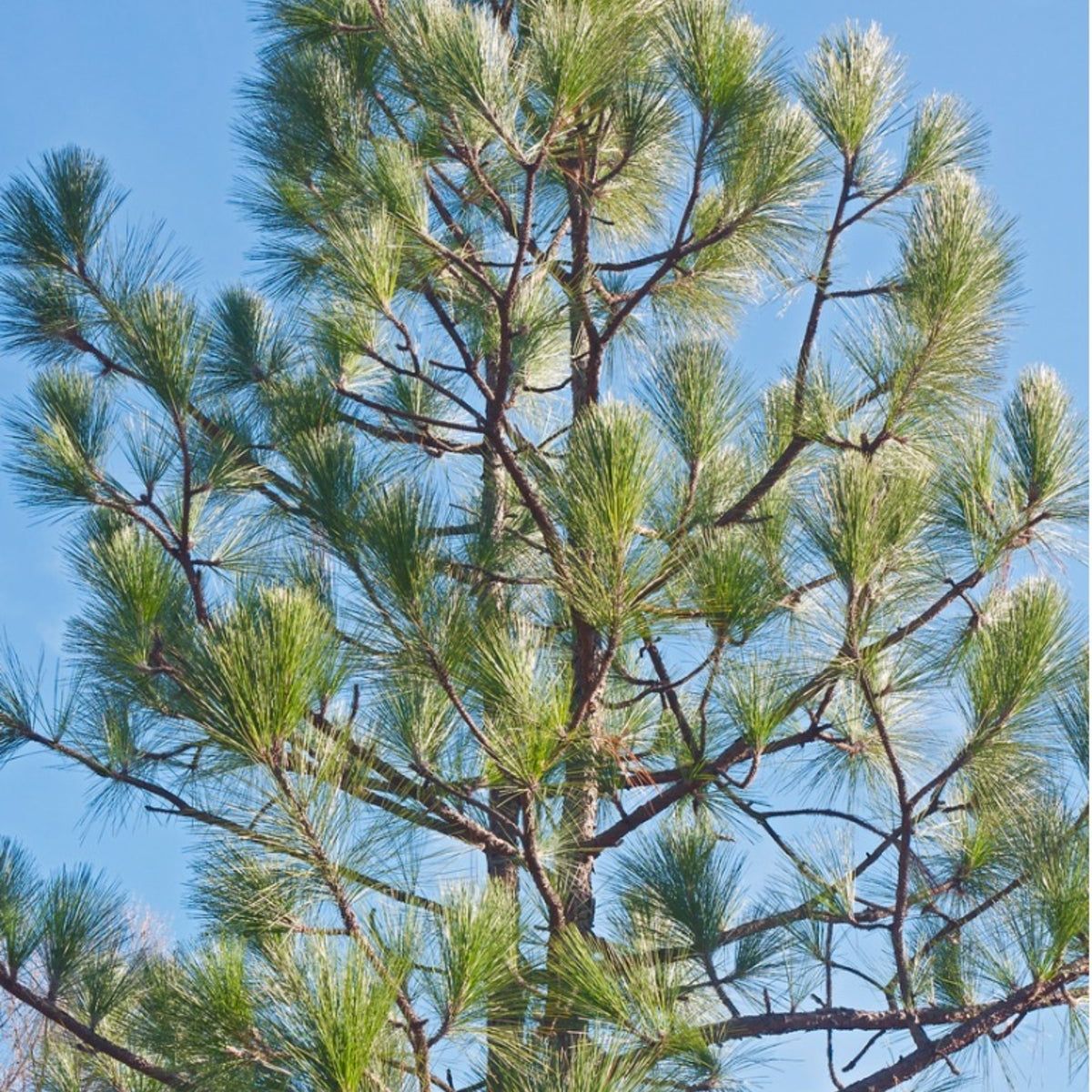 Non-GMO Longleaf Pine seeds