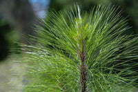 Longleaf Pine tree growing in a landscape