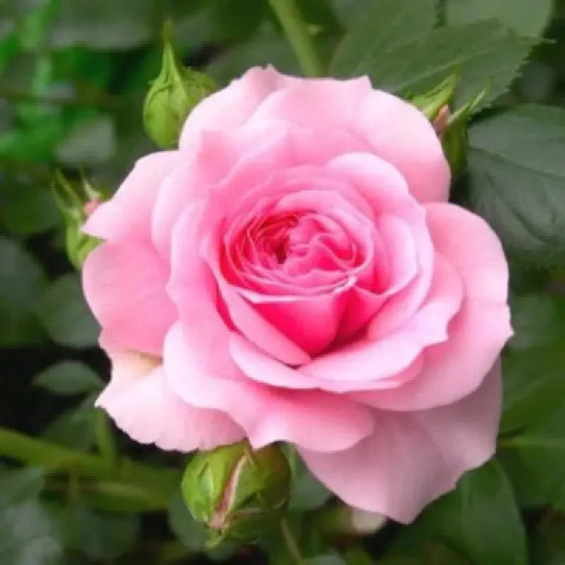 Green and Pink Rose used as cut flower