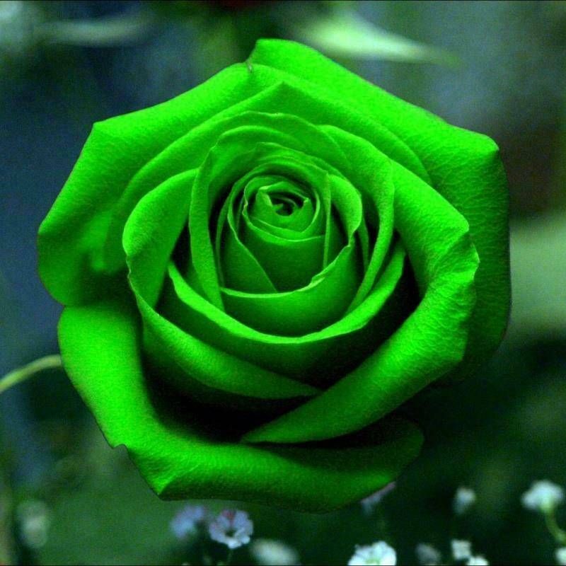 Non GMO Green Rose seeds