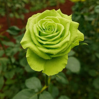 Ornamental Green Rose plant for gardens