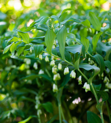Green Solomon Seal plant seeds for planting