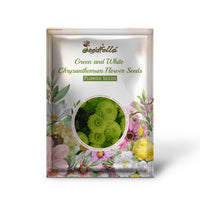 Green and white chrysanthemum garden seeds for outdoor planting