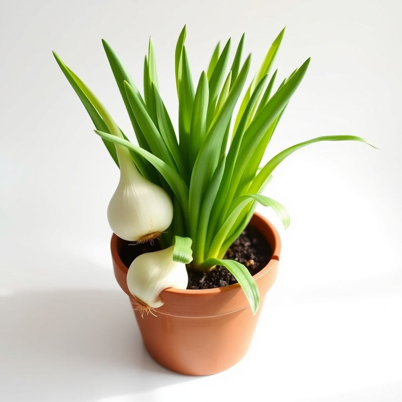 Giant Onion Allium Giganteum Seeds