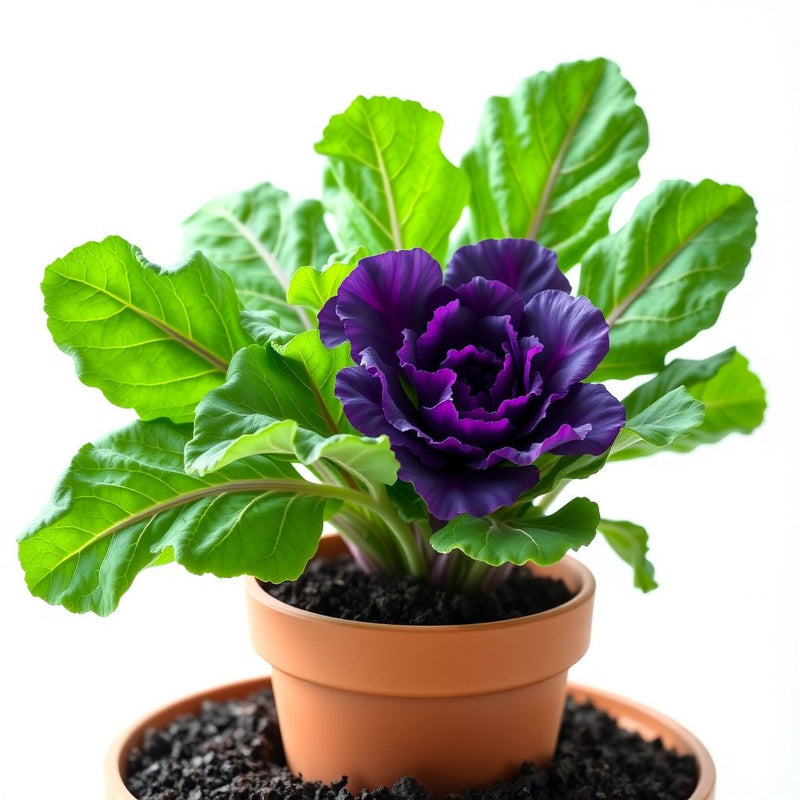Purple Kale Flower seeds for Planting Easy to Grow Heirloom & GMO Free Seeds for Home Garden 
 
 Sale