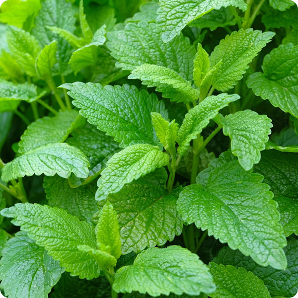 Lemon Balm Seeds (Melissa officinalis)