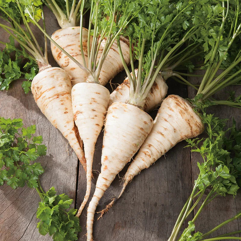 Hamburg Parsley Vegetable Seeds for Easy Planting