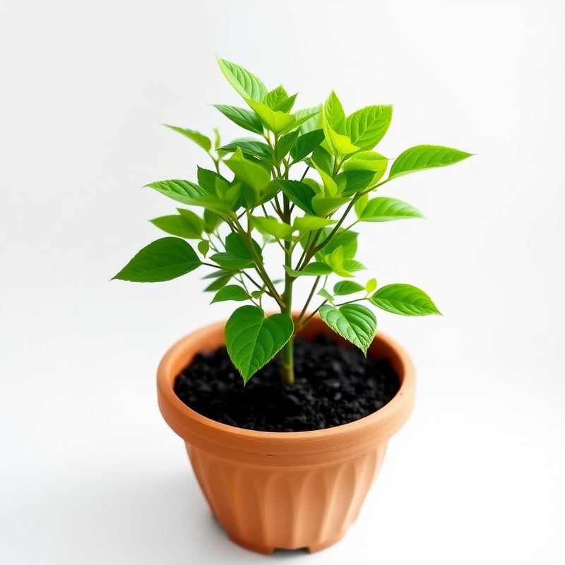 Plant American Basswood Seeds  Ideal for Gardening