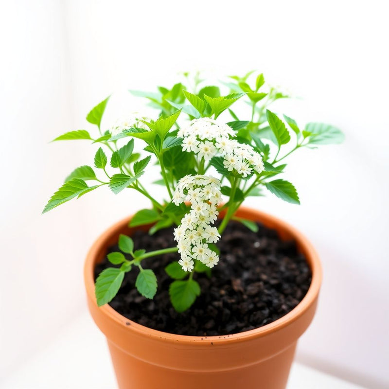 Anne's Lace Flower Seeds for Easy Planting
