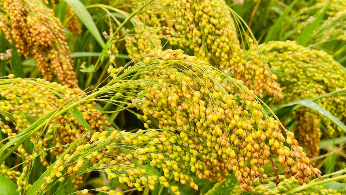 White Proso Millet Planting Seeds for Thriving Gardens and Sustainable Agriculture