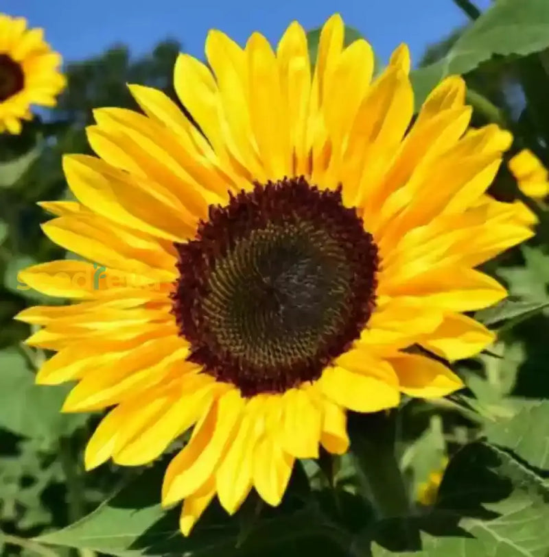 Yellow Helianthus annus seeds for planting