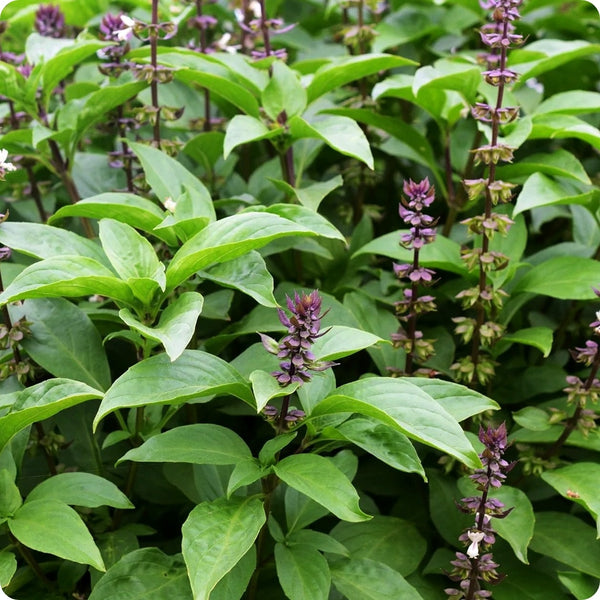 Tulsi Krishna Basil (Ocimum sanctum) Seeds