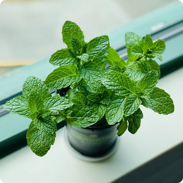 Common Mint Seeds (Mentha spicata)