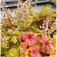 Ornamental Heuchera Champagne perennial plant