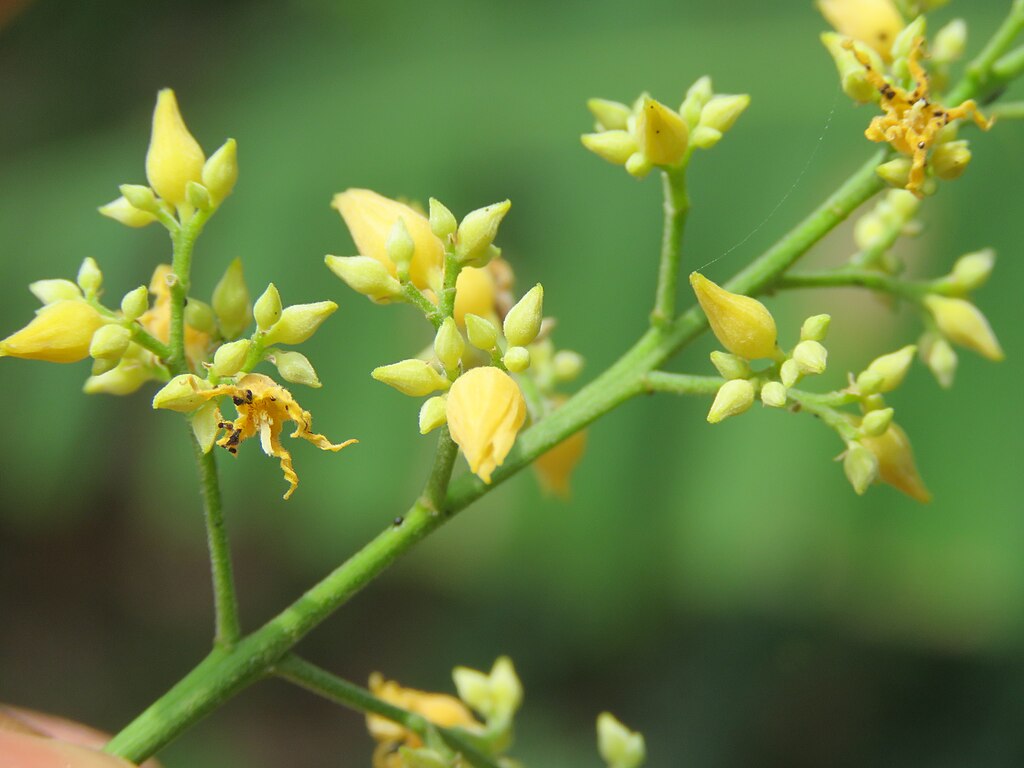 Yellow Hevea Brasiliensis Flower