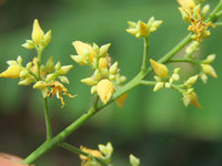 Yellow Hevea Brasiliensis Flower