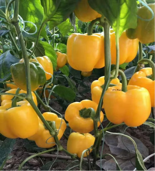 Yellow Pepper Seeds for Vegetable Planting