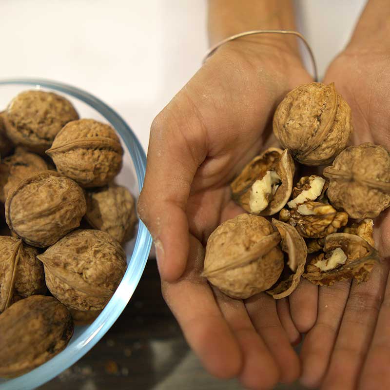Paradox Walnut Tree Seeds for Planting | Nut & Timber Hybrid