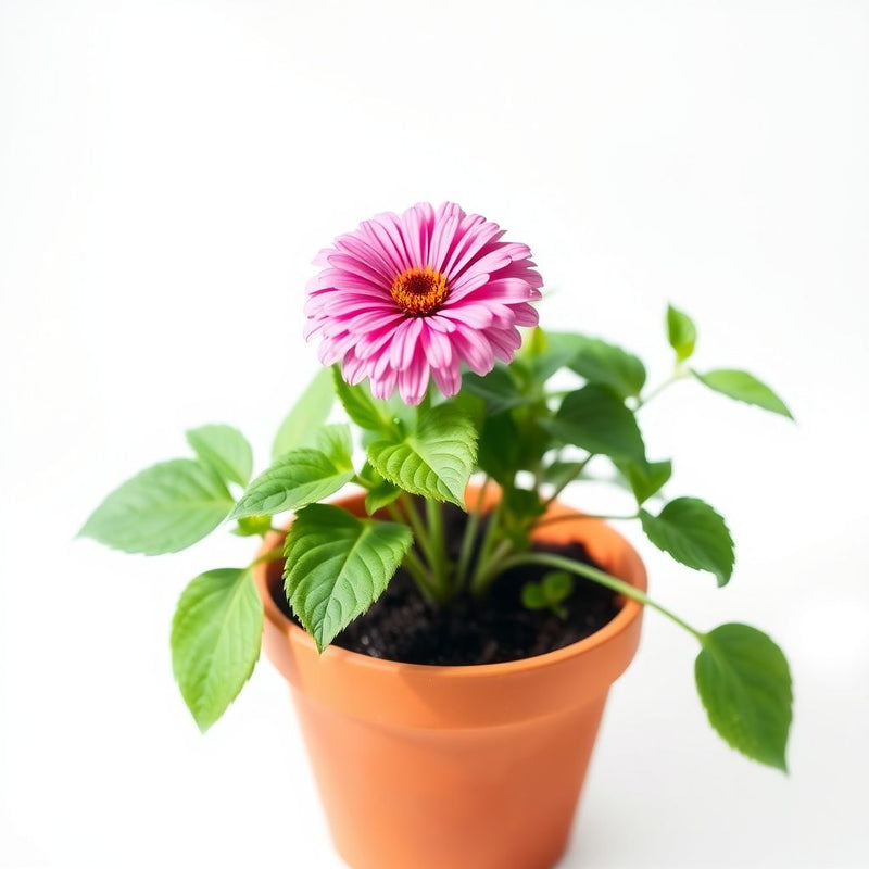Zinnia Zinnia spp Flower Seeds for Planting in Flower Bed