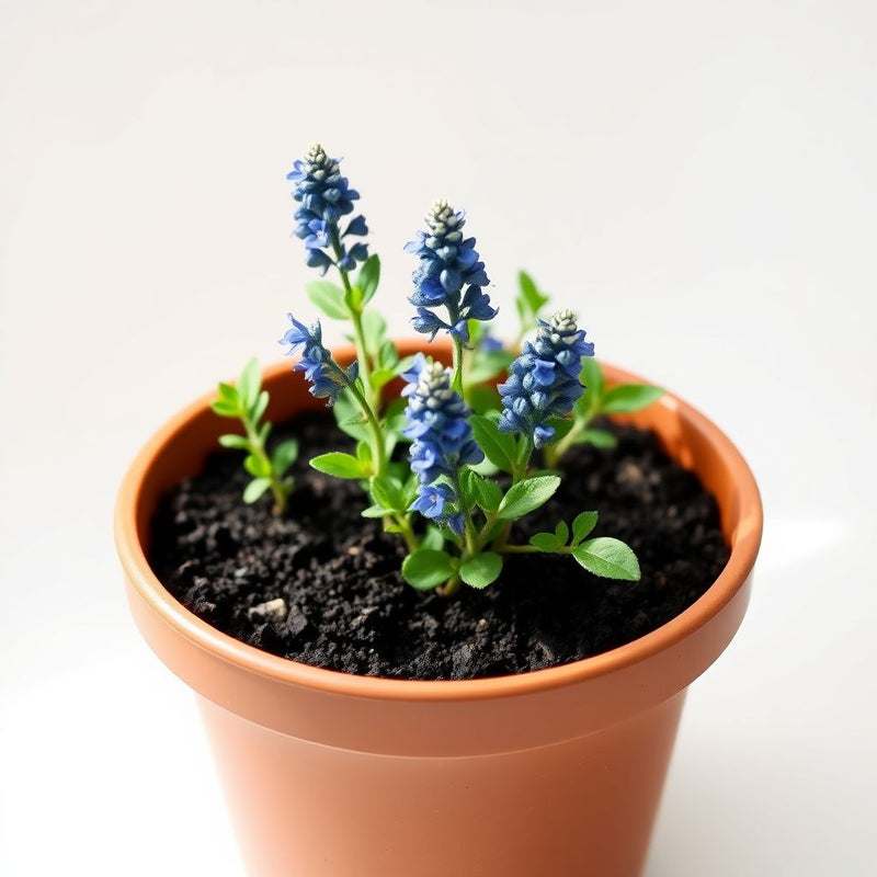 Blue Hyssop Flower Seeds for Easy Planting