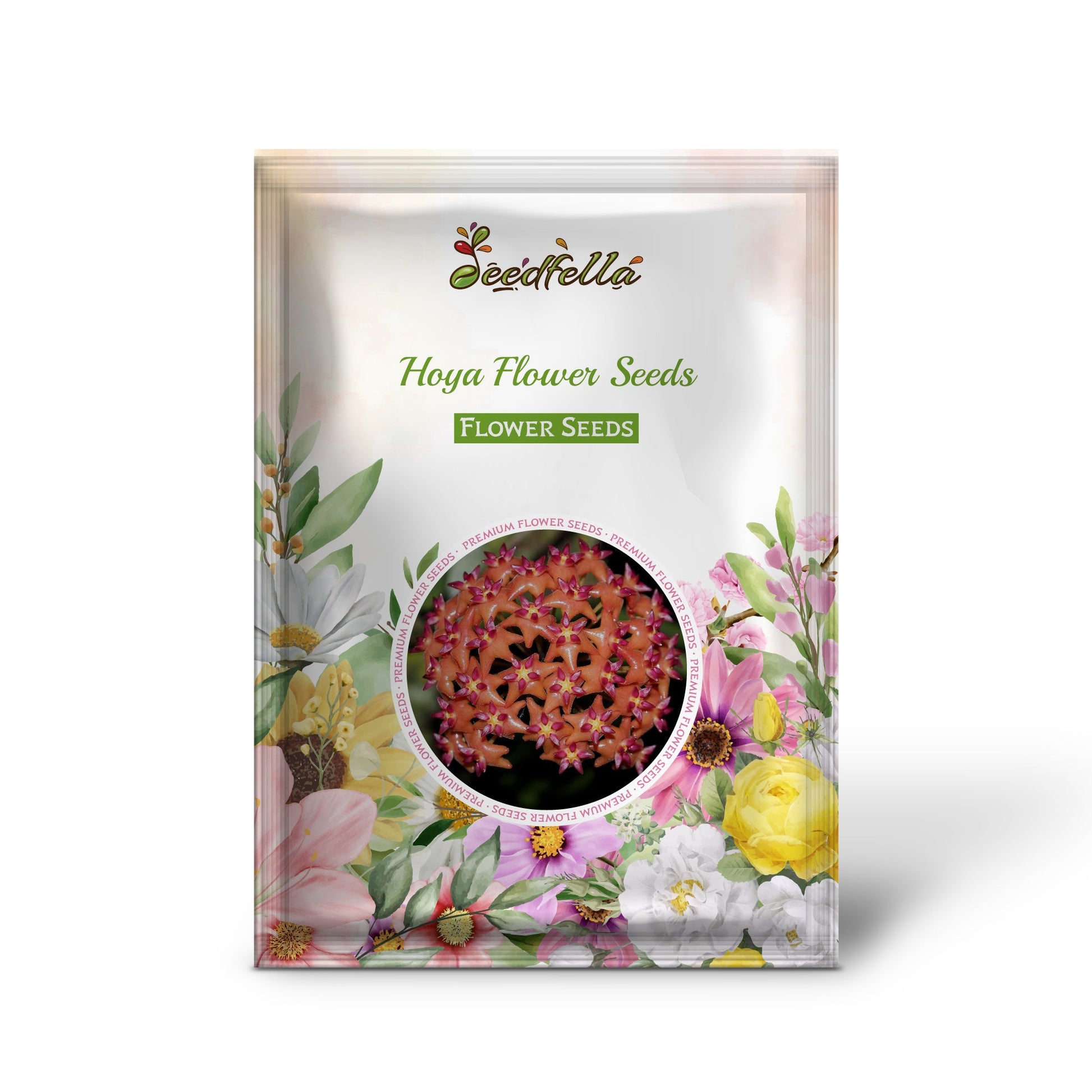 Mixed Hoya flower garden seeds for indoor planting