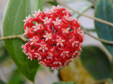 Mixed Hoya seeds for planting