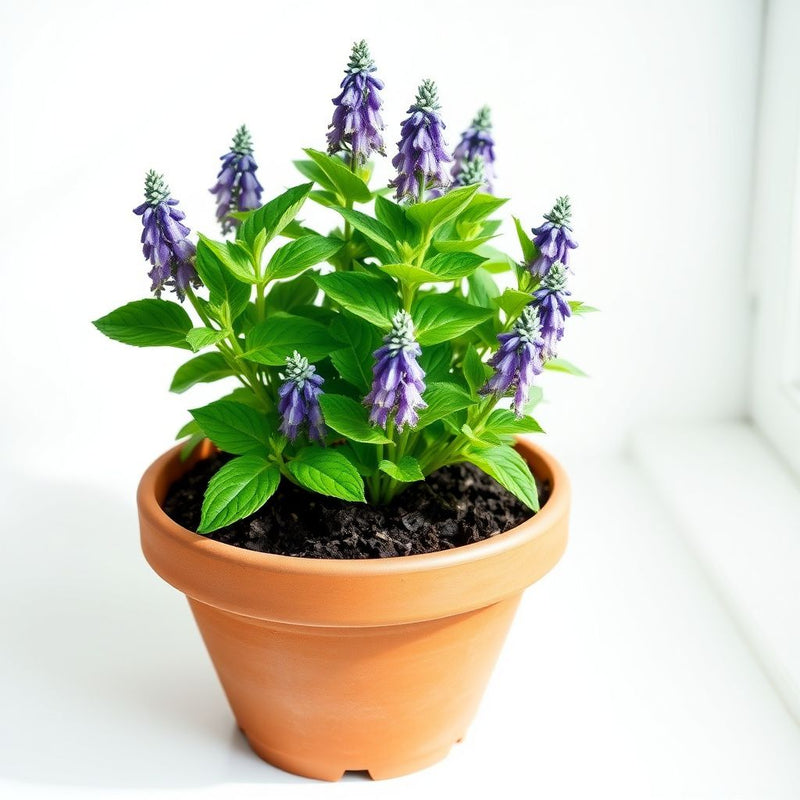 Lavender-Scented Evening Stock Seeds for Fragrant Night-Blooming Flowers