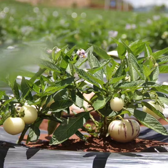 White Purple Pepino Vegetable Seeds for Planting