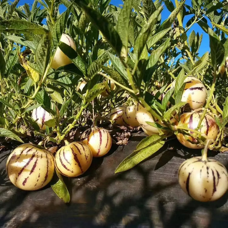White Purple Pepino Vegetable Seeds for Planting