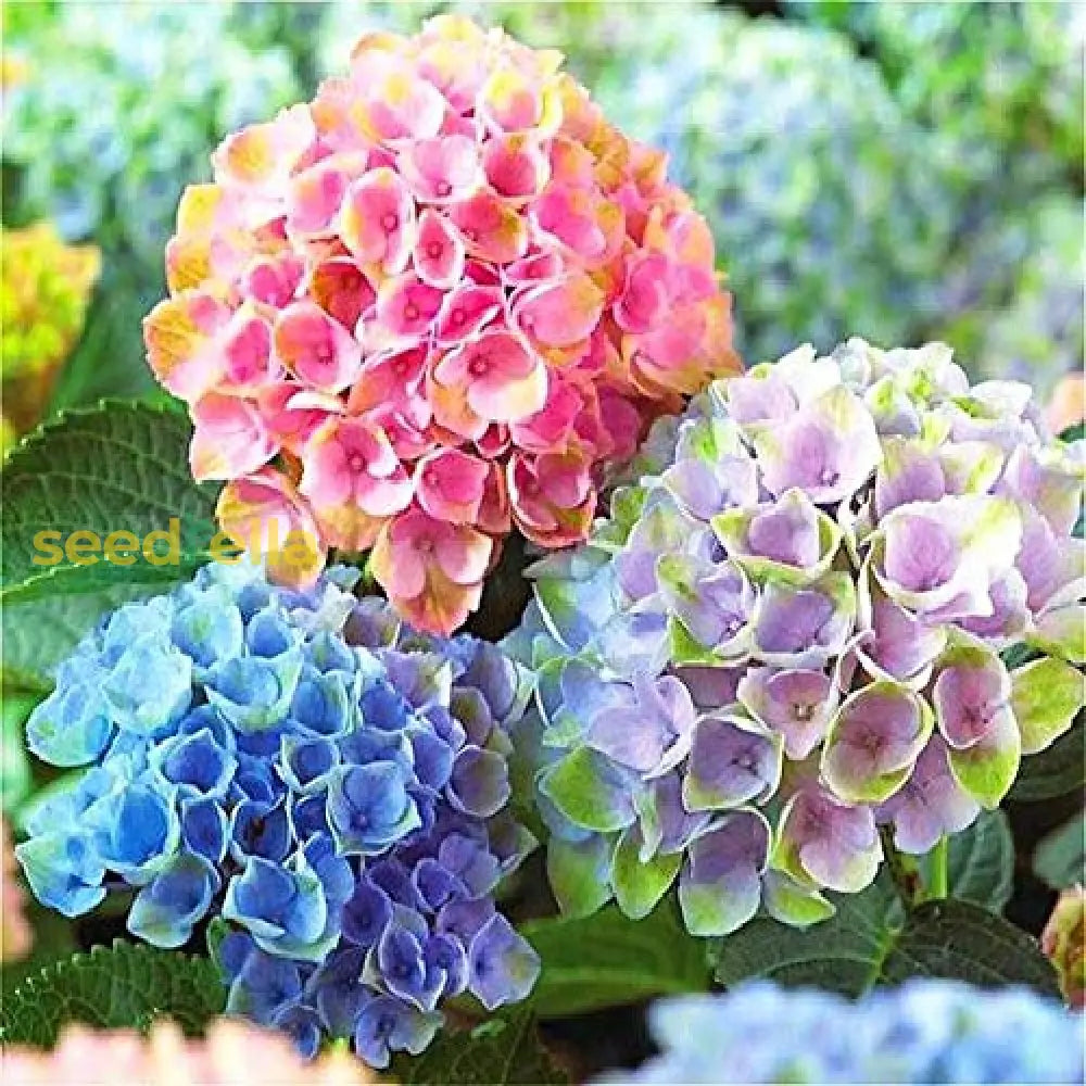 Perennial hydrangea brown seeds for garden use