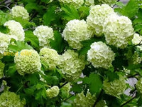 Non GMO brown hydrangea seeds for gardening