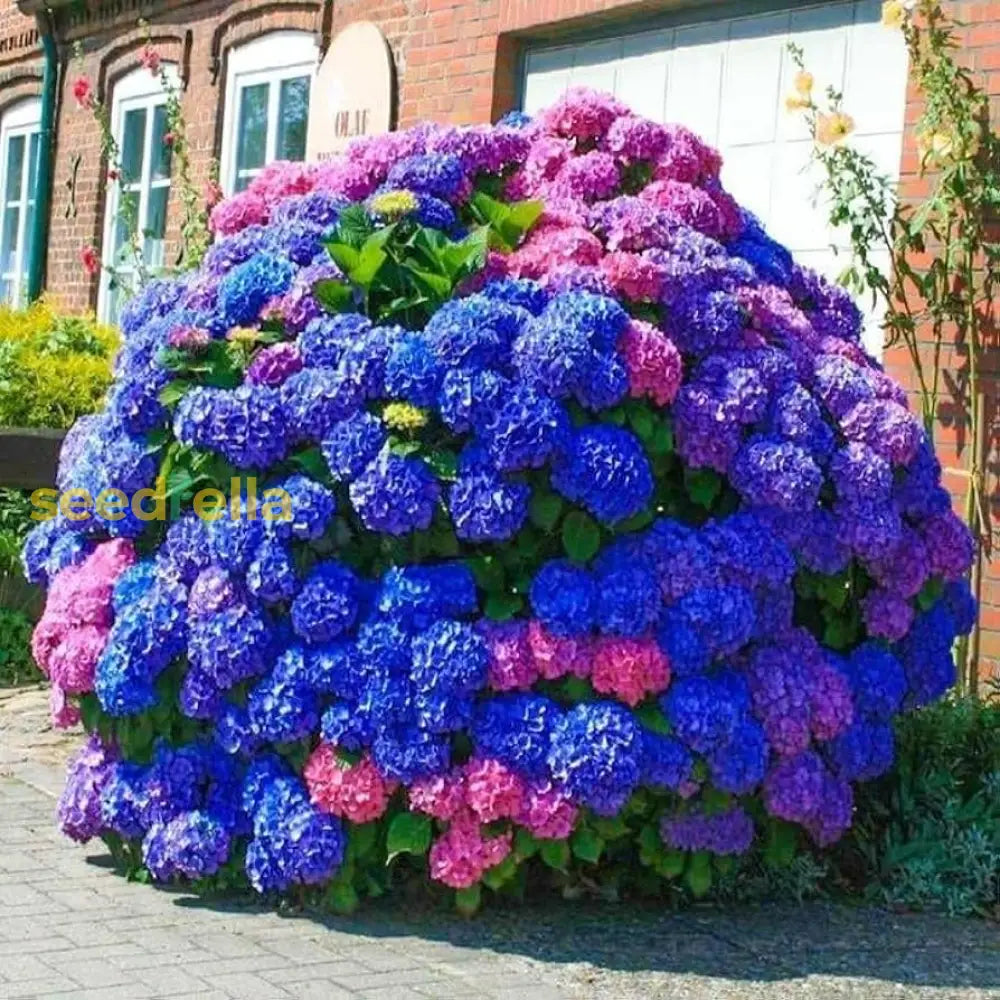 Brown hydrangea seeds for planting