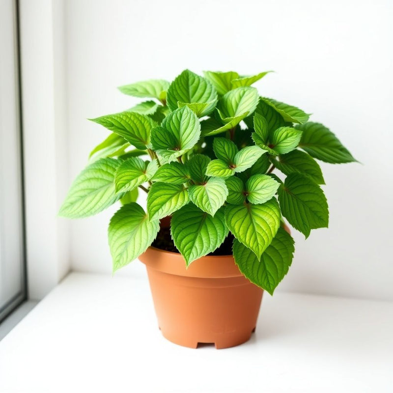 Blue Dragon Coleus Seeds for Planting