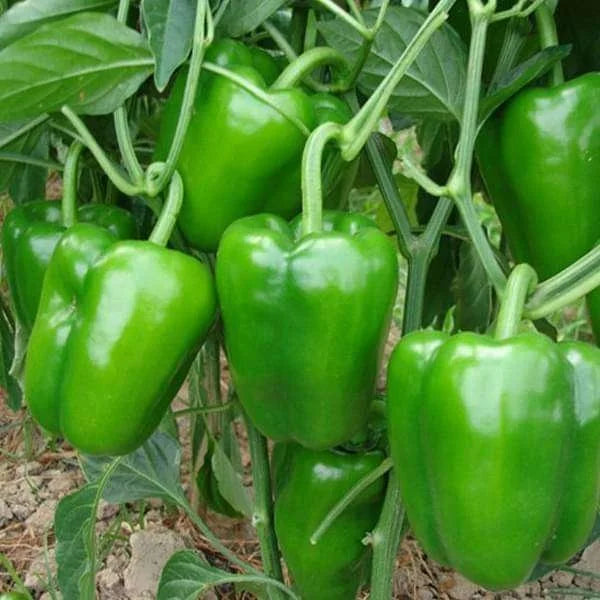 Pepper Seeds for Vegetable Planting