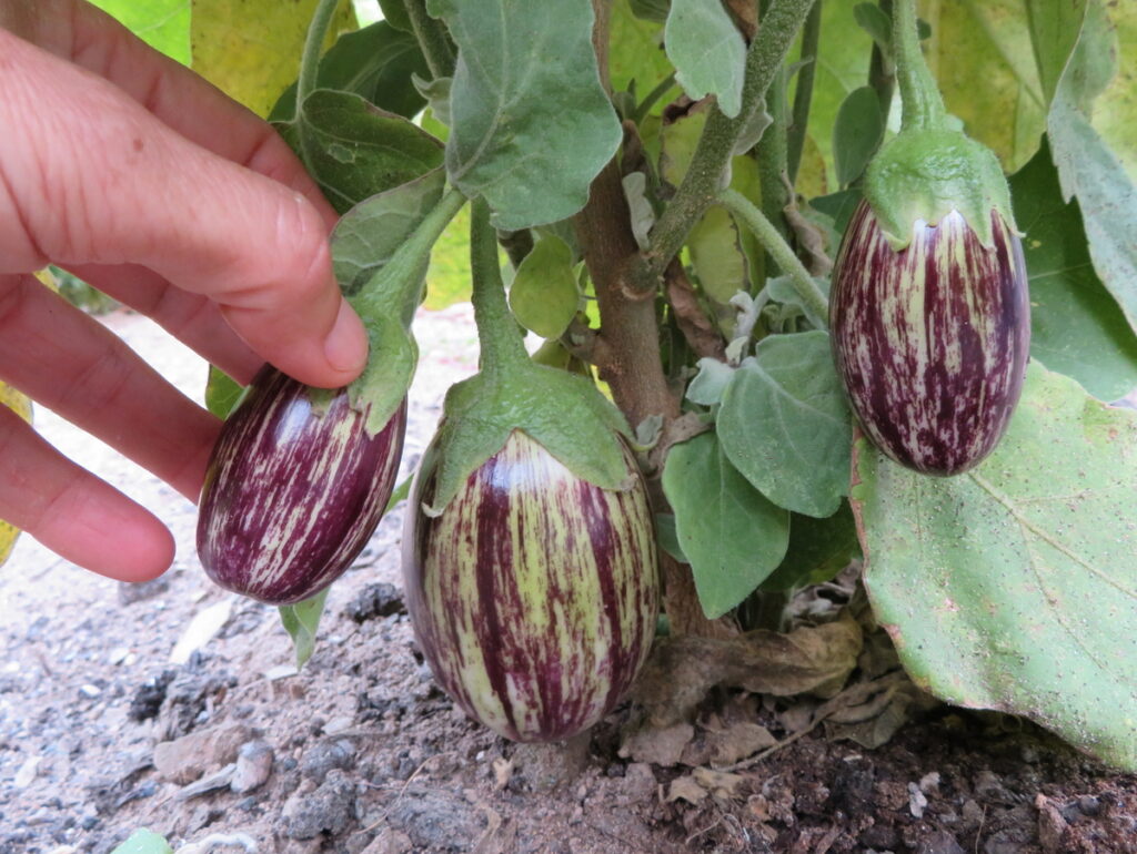 Udumalpet Eggplant Vegetable Seeds for Easy Planting